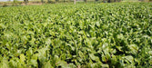 Red Sun F1 Hybrid Beetroot (United Genetics, USA) - Farmers Stop