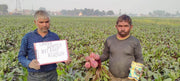 Red Sun F1 Hybrid Beetroot (United Genetics, USA) - Farmers Stop