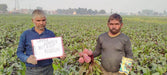 Red Sun F1 Hybrid Beetroot (United Genetics, USA) - Farmers Stop