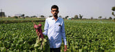 Red Sun F1 Hybrid Beetroot (United Genetics, USA) - Farmers Stop