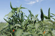 Chilli upright Hybrid F1 Seeds  (Garden Festival) - Farmers Stop