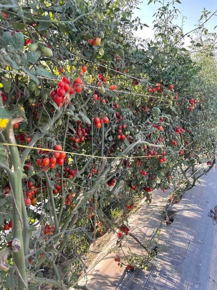 SIRI F1 Hybrid Cherry Tomato (Known You Seeds) - Farmers Stop