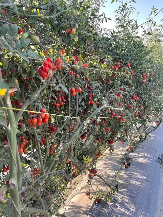 SIRI F1 Hybrid Cherry Tomato (Known You Seeds) - Farmers Stop