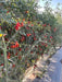 SIRI F1 Hybrid Cherry Tomato (Known You Seeds) - Farmers Stop