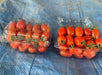 SIRI F1 Hybrid Cherry Tomato (Known You Seeds) - Farmers Stop