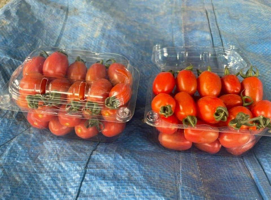 SIRI F1 Hybrid Cherry Tomato (Known You Seeds) - Farmers Stop