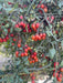 SIRI F1 Hybrid Cherry Tomato (Known You Seeds) - Farmers Stop