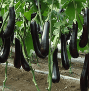 Brinjal - Purple Long Hybrid (Garden Festival) - Farmers Stop