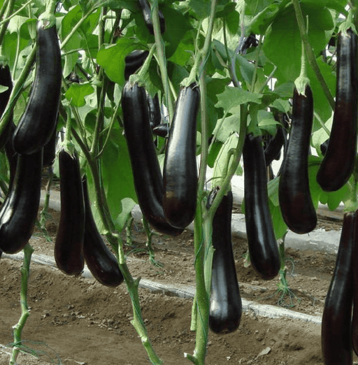 Brinjal - Purple Long Hybrid (Garden Festival) - Farmers Stop