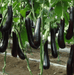 Brinjal - Purple Long Hybrid (Garden Festival) - Farmers Stop