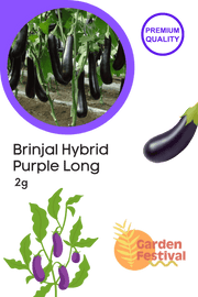 Brinjal - Purple Long Hybrid (Garden Festival) - Farmers Stop