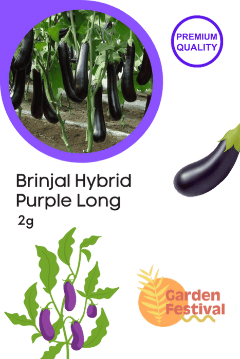 Brinjal - Purple Long Hybrid (Garden Festival) - Farmers Stop