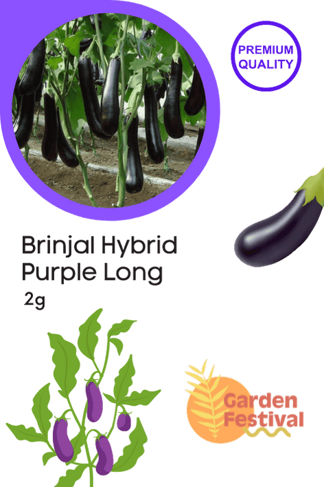 Brinjal - Purple Long Hybrid (Garden Festival) - Farmers Stop