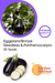 Seedless Parthenocarpic Eggplant F1 Hybrid - Farmers Stop