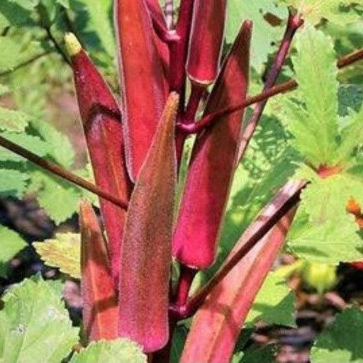Okra - Bhindi Red Hybrid (Garden Festival) - Farmers Stop