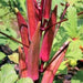 Okra - Bhindi Red Hybrid (Garden Festival) - Farmers Stop