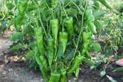 Chilli - Achari Segment Hybrid (Garden Festival) - Farmers Stop