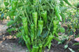 Chilli - Achari Segment Hybrid (Garden Festival) - Farmers Stop