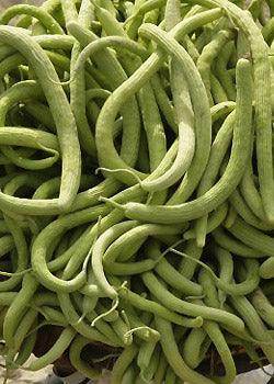Kakadi - Hybrid Quality (Garden Festival) - Farmers Stop