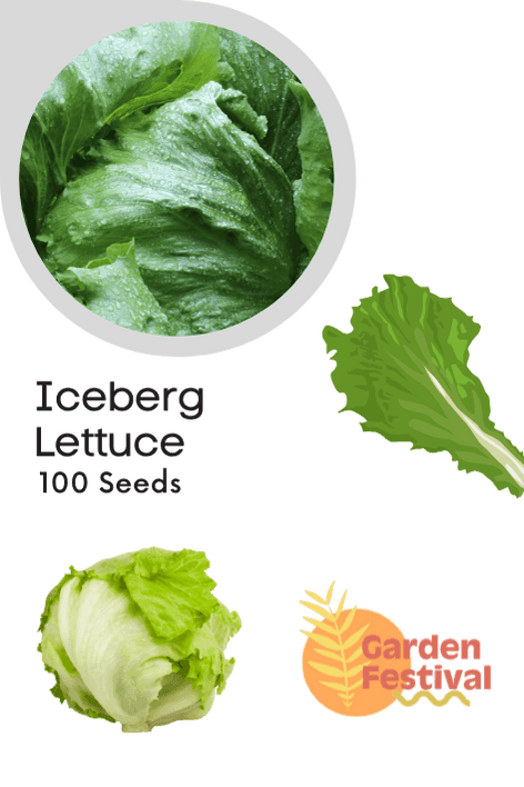 Lettuce Iceberg Quality Seeds - Farmers Stop