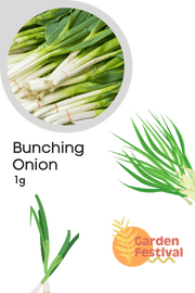 Bunching Onion Super Quality Seeds (Garden Festival) - Farmers Stop