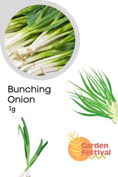 Bunching Onion Super Quality Seeds  (Garden Festival) - Farmers Stop