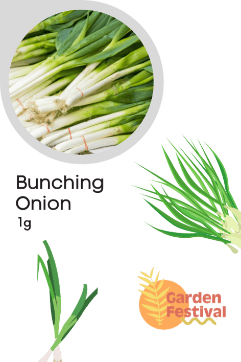 Bunching Onion Super Quality Seeds  (Garden Festival) - Farmers Stop