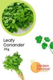 High Flavor Leafy Coriander Seeds - Farmers Stop