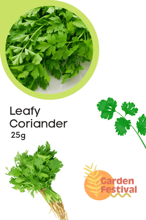 High Flavor Leafy Coriander Seeds - Farmers Stop
