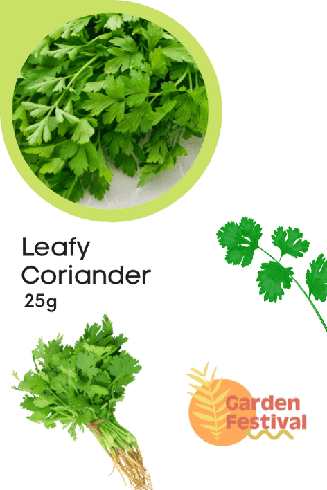 High Flavor Leafy Coriander Seeds - Farmers Stop