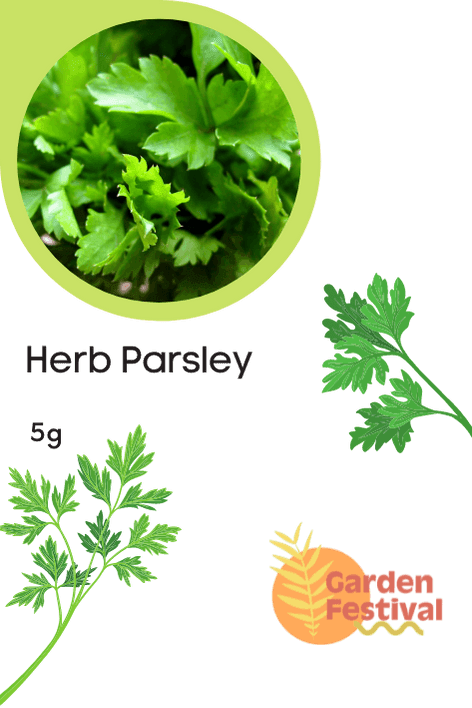 Herb Parsley Hybrid Quality Seeds - Farmers Stop