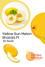 Yellow Sun Melon Sharda F1 Hybrid Muskmelon Seeds - Farmers Stop