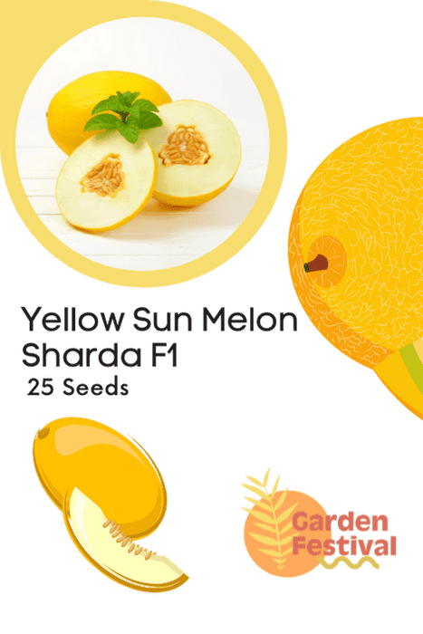Yellow Sun Melon Sharda F1 Hybrid Muskmelon Seeds - Farmers Stop