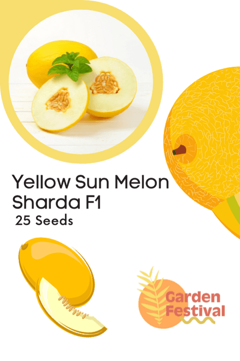 Yellow Sun Melon Sharda F1 Hybrid Muskmelon Seeds - Farmers Stop