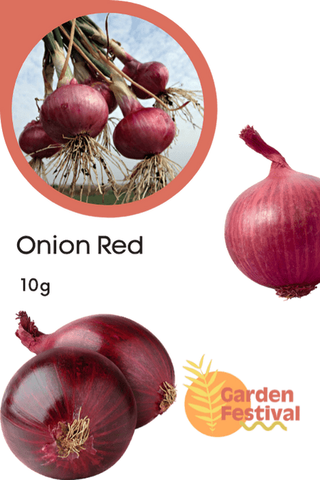 Improved Onion Red Colored Seeds - Farmers Stop