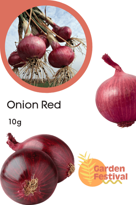 Improved Onion Red Colored Seeds - Farmers Stop