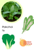 Pakchoi F1 Hybrid Quality Seeds - Farmers Stop
