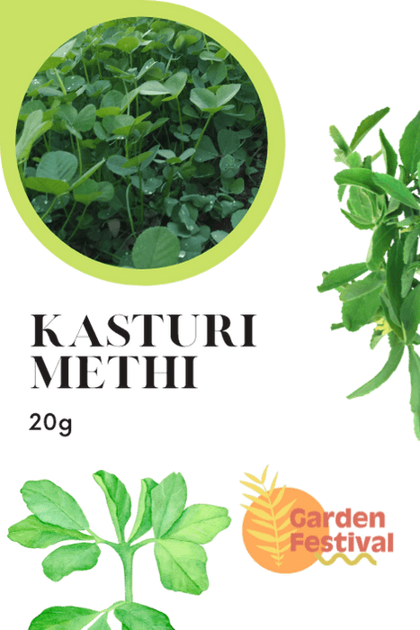 Kasturi Methi (Fenugreek) Desi Quality Seeds - Farmers Stop