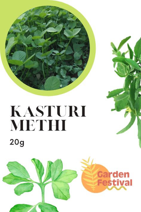 Kasturi Methi (Fenugreek) Desi Quality Seeds - Farmers Stop