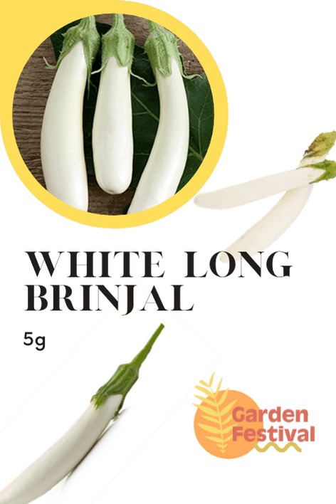 White Long Brinjal Best Quality Seeds - Farmers Stop