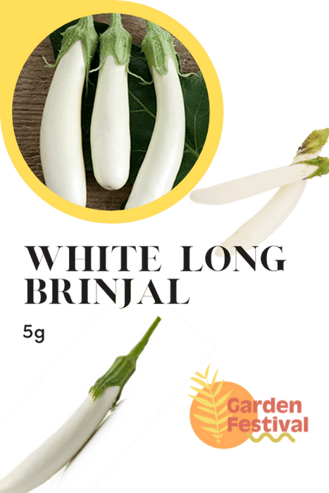 White Long Brinjal Best Quality Seeds - Farmers Stop