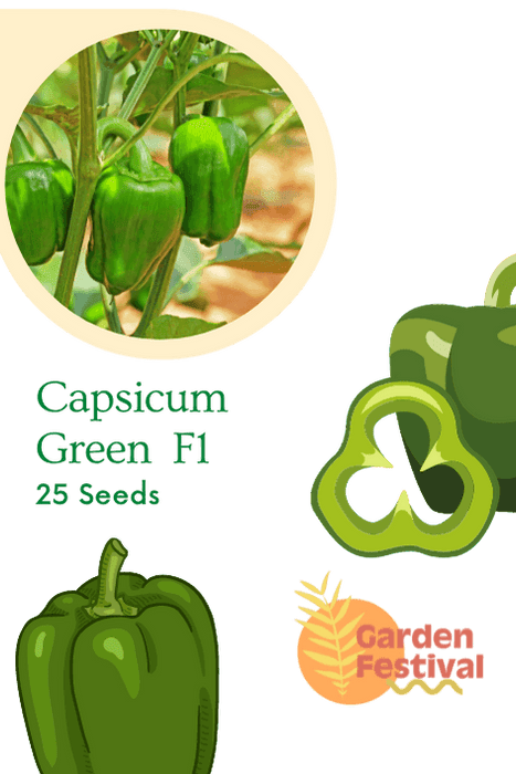 Capsicum Green Best Quality Hybrid F1 Seeds  (Garden Festival) - Farmers Stop