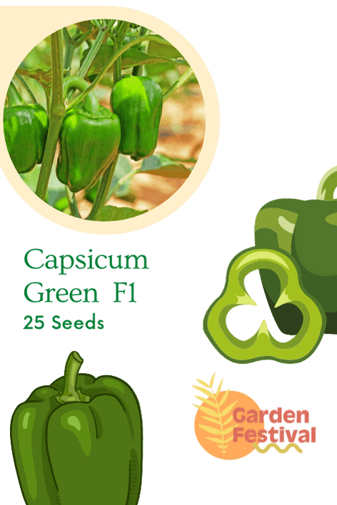 Capsicum Green Best Quality Hybrid F1 Seeds  (Garden Festival) - Farmers Stop