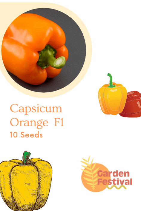 Capsicum Orange Best Quality Hybrid F1 Seeds  (Garden Festival) - Farmers Stop