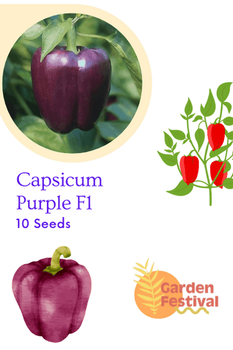 Capsicm Purple Best Quality Hybrid F1 Seeds  (Garden Festival) - Farmers Stop