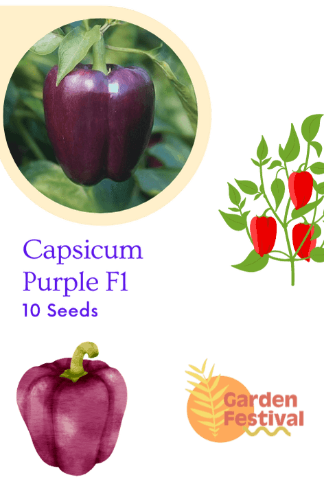 Capsicm Purple Best Quality Hybrid F1 Seeds  (Garden Festival) - Farmers Stop
