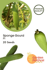 Sponge gourd best quality improved Seeds - Farmers Stop