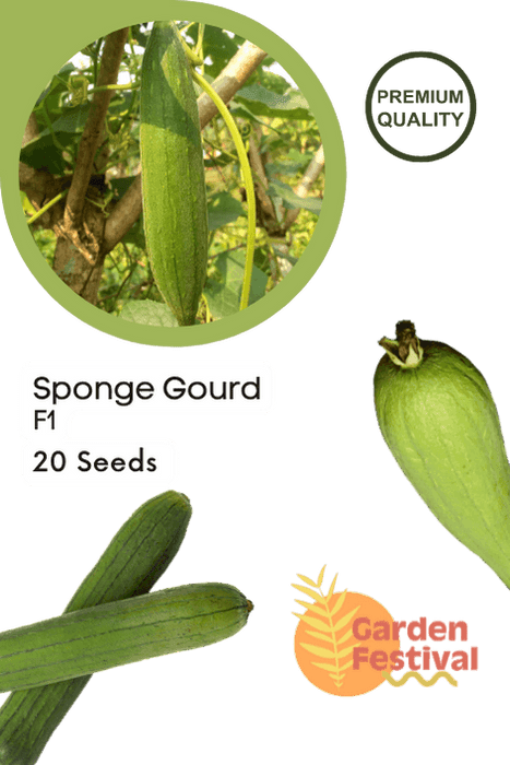 Sponge gourd best quality improved Seeds - Farmers Stop