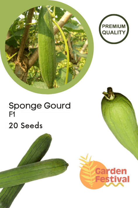 Sponge gourd best quality improved Seeds - Farmers Stop