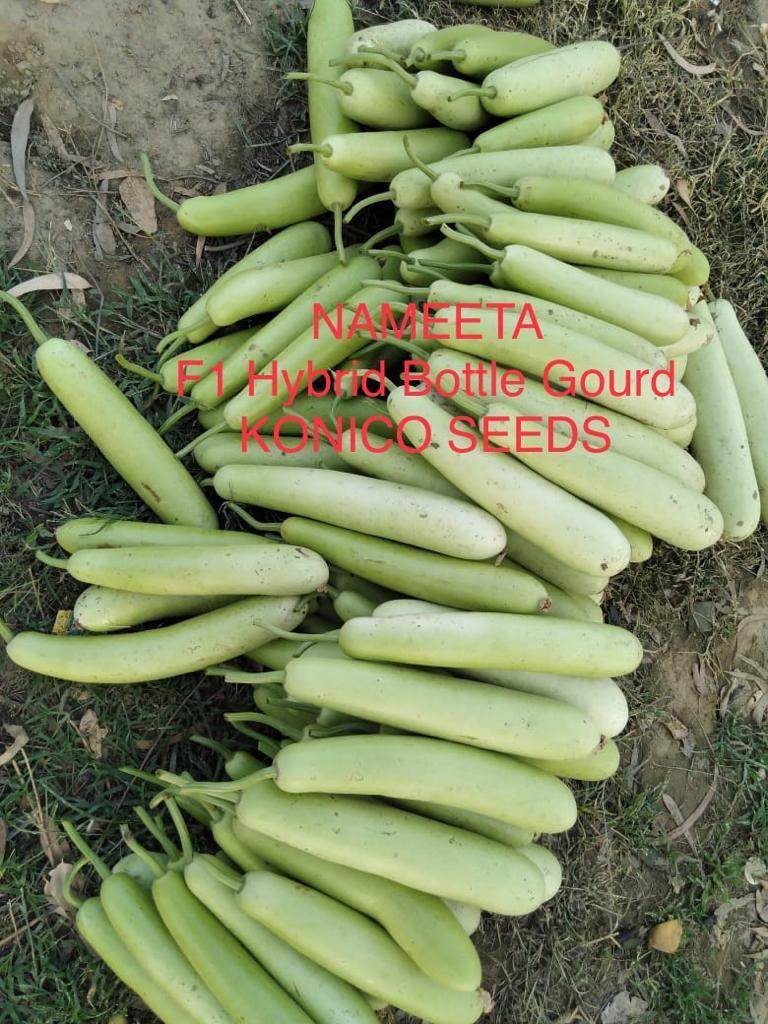 NAMEETA F1 HYBRID BOTTLE GOURD (KONICO SEEDS) - Farmers Stop